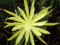 Epicactus 'Sylter Frühling' (blanc et jaune)   - Pot  8 cm