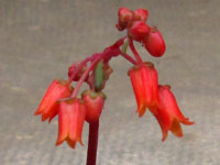 Echeveria amoena 'Purpusii'   - Pot  6 cm