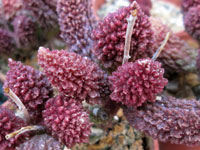 Adromischus marianiae fma. herrei 'Red Coral'   - Pot  5 cm