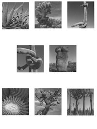 Cartes postales ''Cactus'' de Philippe Perrin   - Série complète