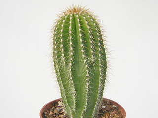 Neobuxbaumia polylopha   - Pot  6 cm