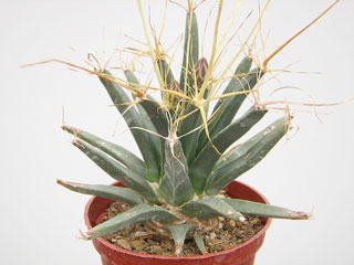 Leuchtenbergia principis   - Pot  5 cm