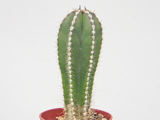 Pachycereus marginatus (=Marginatocereus)   - Pot 10 cm