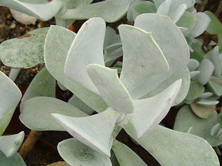 Cotyledon orbiculata   - Pot 10 cm