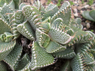 Faucaria tigrina   - Pot  5 cm