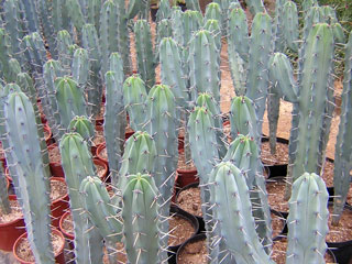 Myrtillocactus geometrizans   - Pot  8 cm