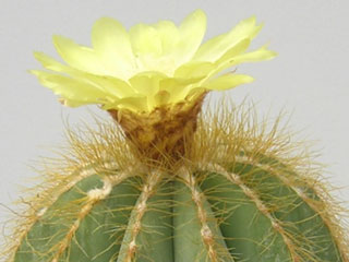 Parodia magnifica (=Eriocactus magnificus)   - Pot  6 cm