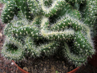 Austrocylindropuntia cylindrica fma. cristata   - Pot  6 cm