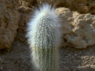 Cleistocactus strausii 