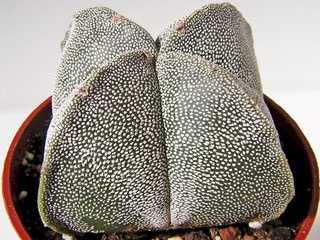 Astrophytum myriostigma fma. quadricostata   - Pot  6 cm