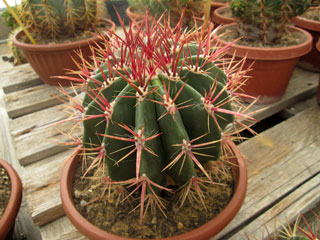Ferocactus pilosus (F. stainesii v. pilosus)   - Pot  6 cm