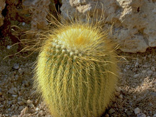 Parodia lenninghausii  (=Notocactus =Eriocactus)   - Pot  5 cm