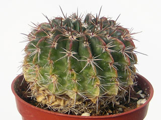 Parodia sellowii (=Wigginsia)   - Pot  6 cm