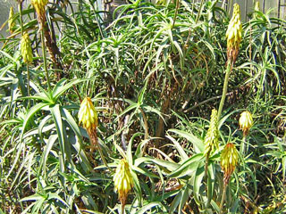 Aloe striatula var. caesia 