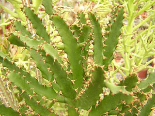 Euphorbia 'Bordighera' 