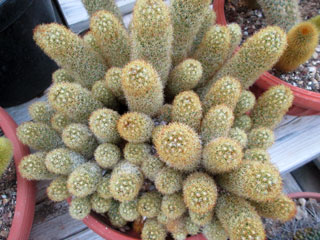 Mammillaria elongata   - Pot  5 cm