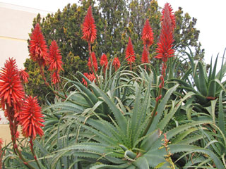 Aloe arborescens   - Pot 14 cm