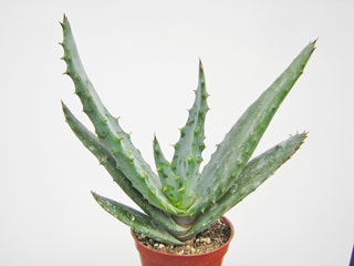 Aloe marlothii   - Pot  8 cm