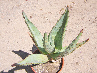 Aloe marlothii   - Conteneur 3 L H 25-30 cm