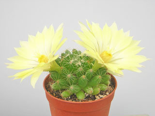 Mammillaria longimamma (=Dolichothele)   - Pot  6 cm