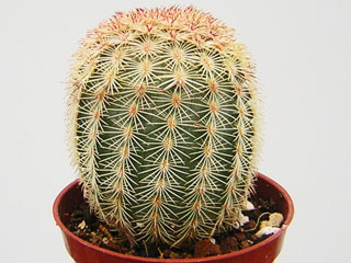 Echinocereus pectinatus 