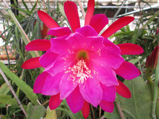 Epicactus 'Triomphe des Anthieux' (rouge et rose pourpre) 