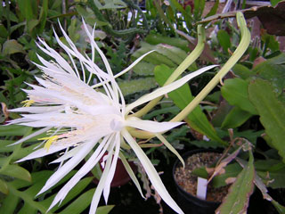 Epiphyllum hookeri   - Pot  8 cm