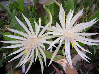 Epiphyllum hookeri   - Pot  8 cm