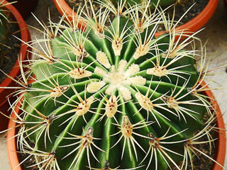 Ferocactus histrix (=F. electracanthus) 