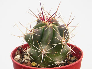 Ferocactus robustus   - Pot 19 cm