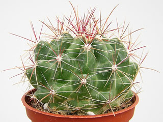Ferocactus hamatacanthus  (=Hamatocactus)   - Pot 10 cm