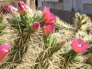 Cylindropuntia rosea 