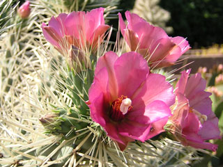 Cylindropuntia rosea   - Pot  8 cm