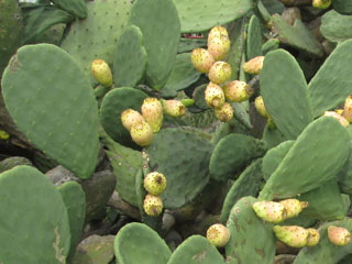 Opuntia ficus-indica   - Bouture