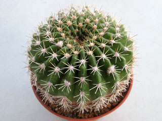 Echinopsis mamillosa   - Pot 12 cm