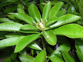 Pereskia grandifolia   - Pot  8 cm
