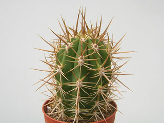 Echinopsis chiloensis (Trichocereus)   - Pot  6 cm