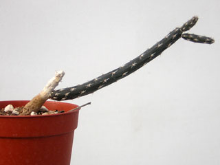 Pterocactus tuberosus   - Pot  5 cm
