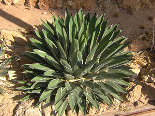 Agave victoriae-reginae var. nickelsii (=ferdinandii-regis)   - Pot 12 cm