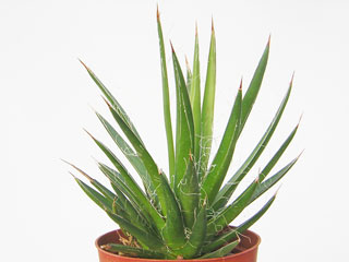 Agave filifera   - Pot 12 cm