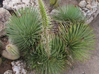 Agave stricta   - Pot 10 cm