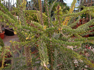 Alluaudia humbertii   - Pot 10 cm