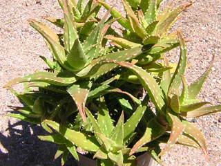 Aloe 'Delrue'   - Pot 10 cm