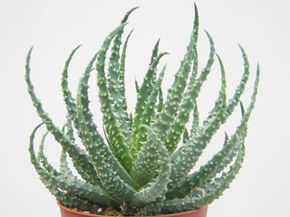 Aloe humilis   - Pot  6 cm