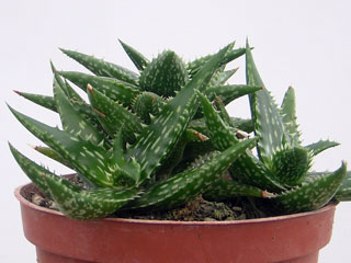 Aloe jucunda   - Pot  6 cm