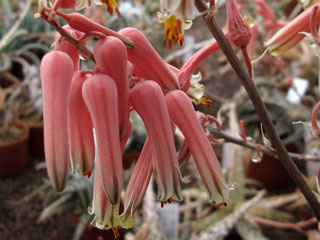 Aloe jucunda   - Pot  6 cm