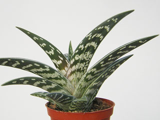 Aloe variegata   - Pot  5 cm