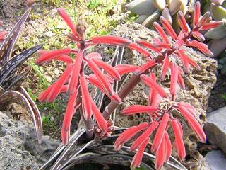 Aloe variegata   - Pot  6 cm