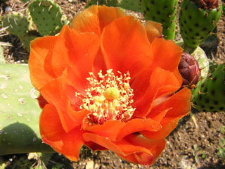 Opuntia ficus-indica variété à fleurs orange