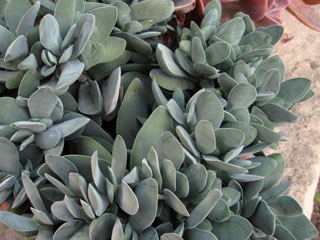 Crassula cotyledonis (= Crassula dubia)   - Pot  6 cm